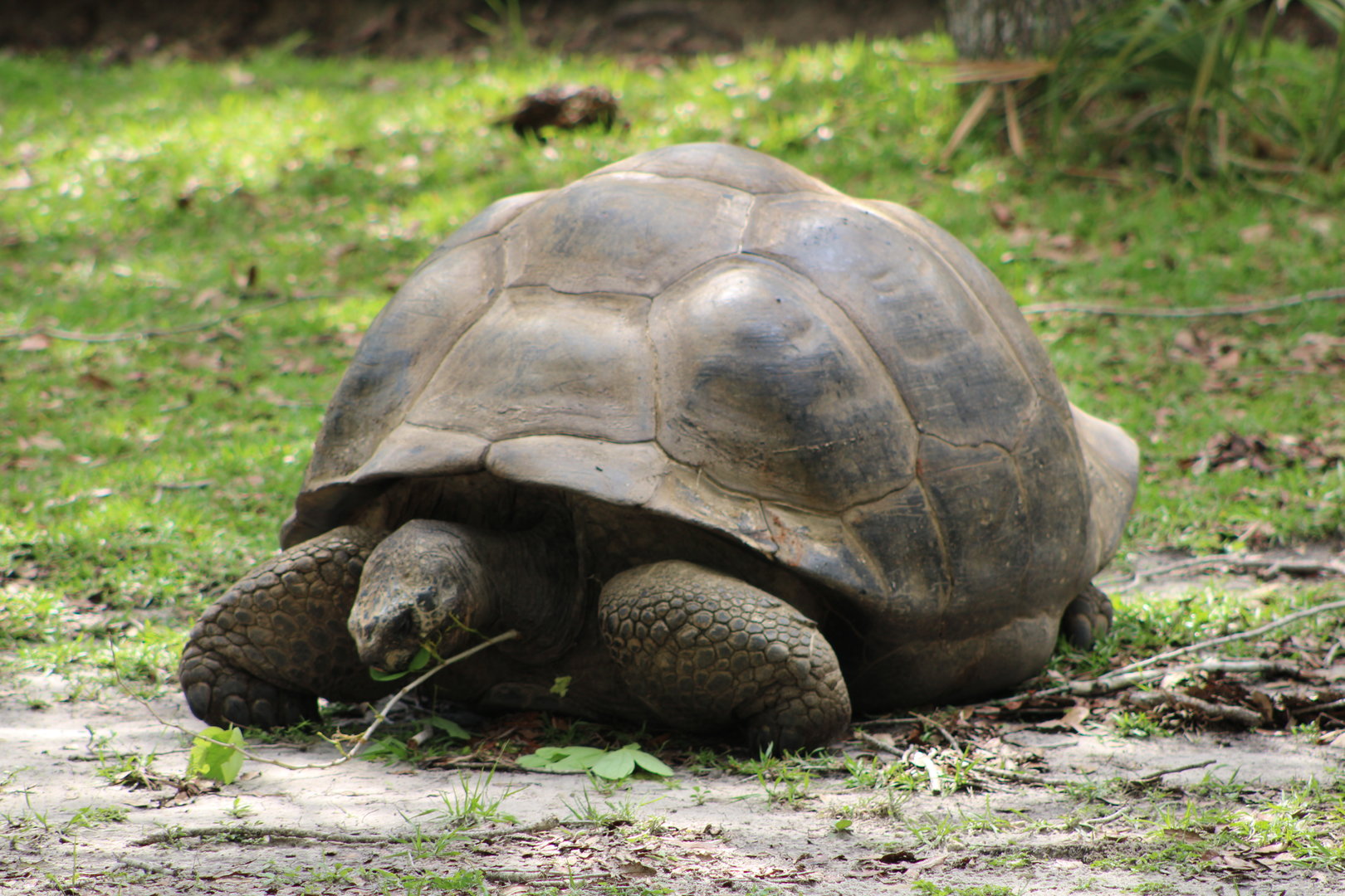 Galapagos Giant Tortoise (Chelonoidis niger)