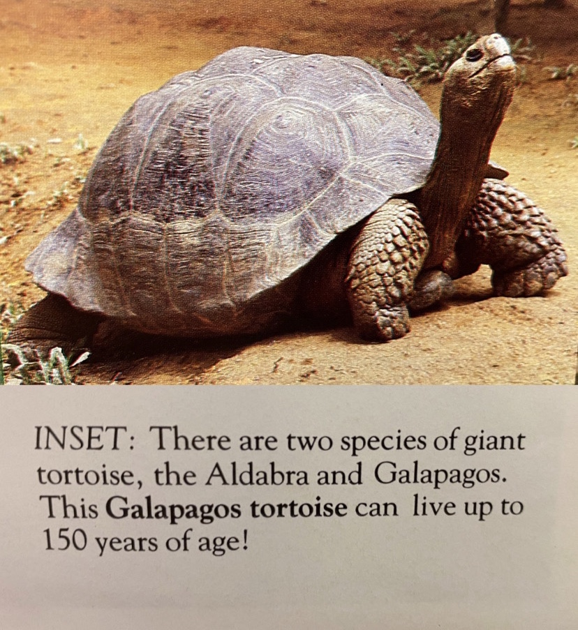 Galápagos Giant Tortoise (Chelonoidis nigra Complex)