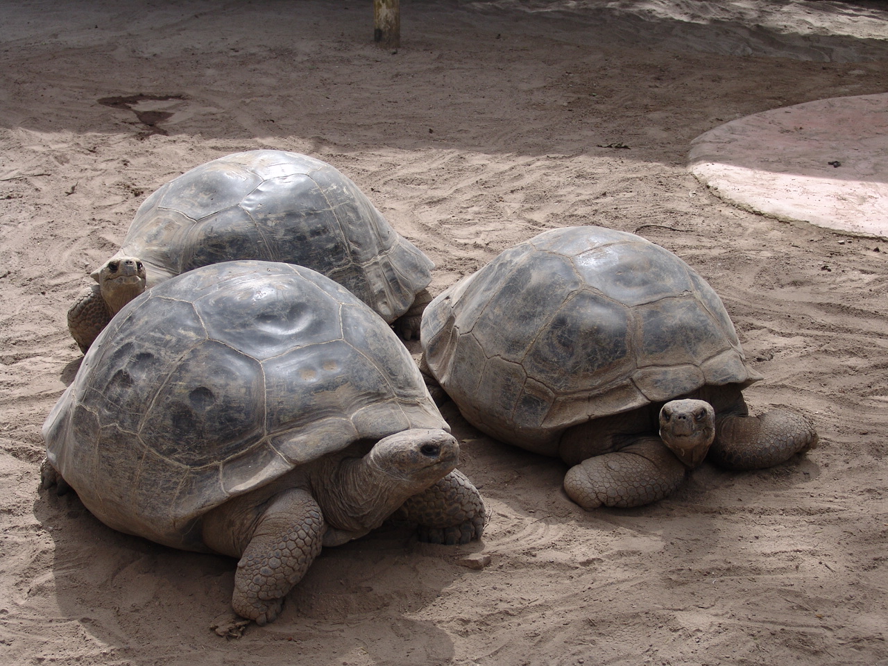 Galápagos Giant Tortoise (Chelonoidis nigra porteri) from Santa Cruz