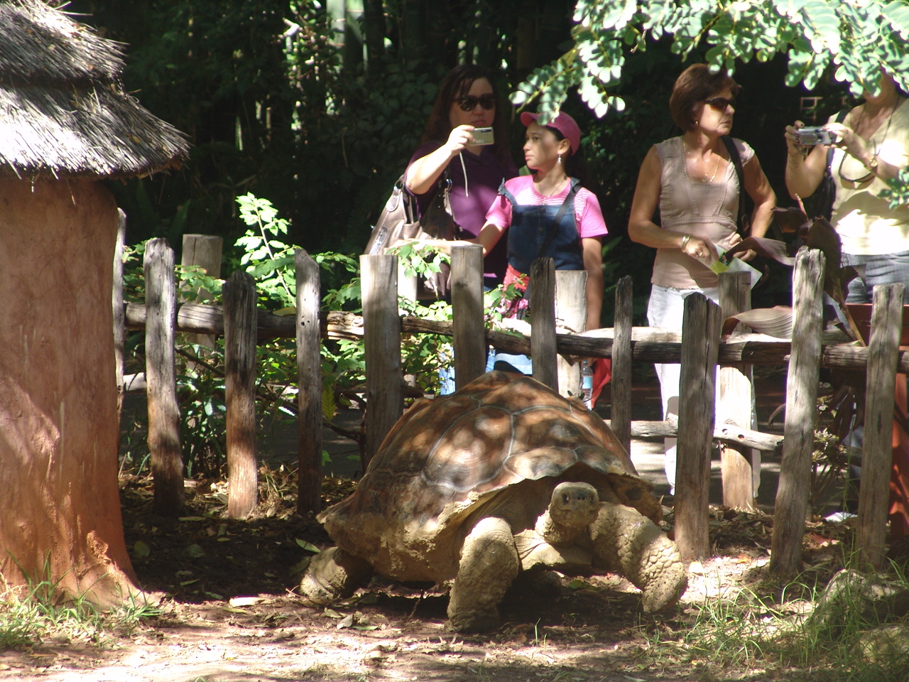 Galápagos Giant Tortoise (Chelonoidis nigra)