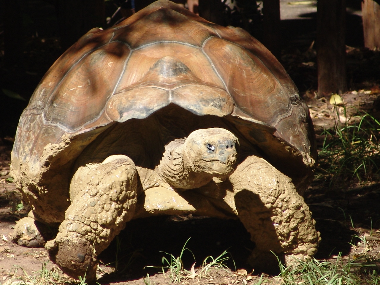 Galápagos Giant Tortoise (Chelonoidis nigra)