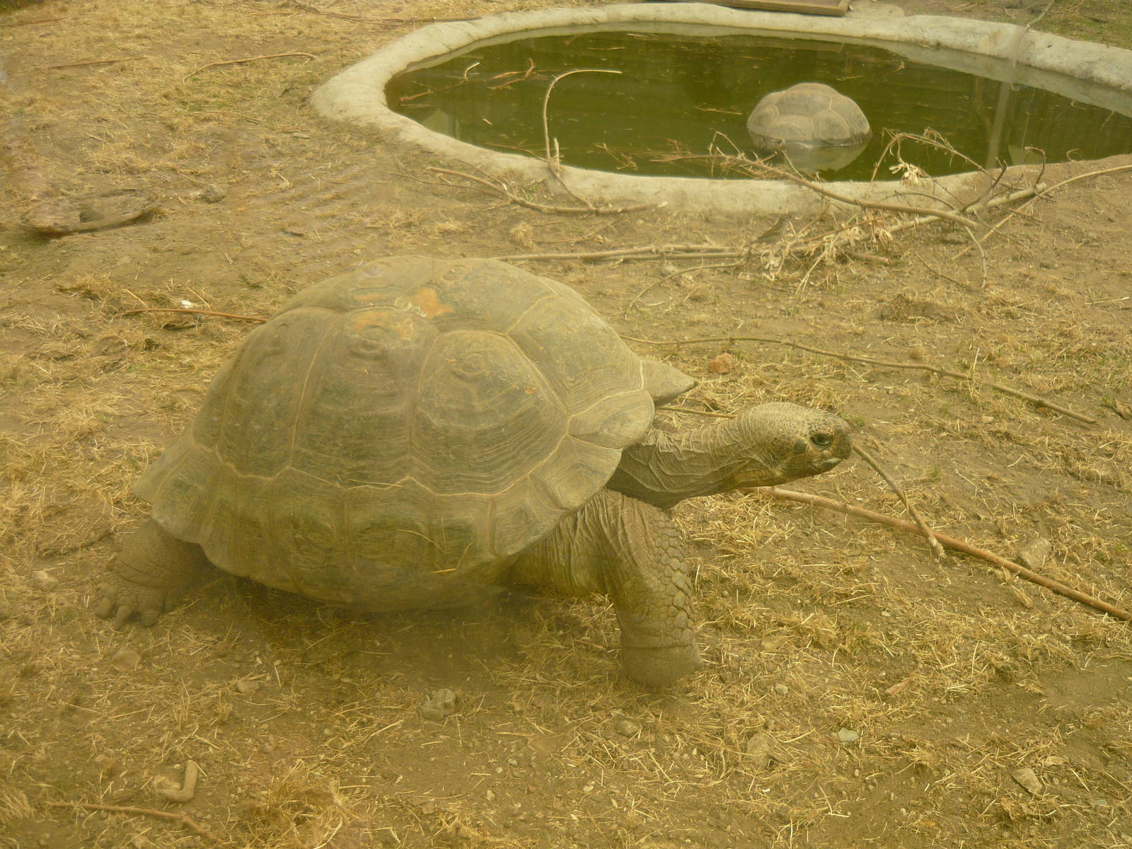 Galapagos giant tortoise (Chelonoidis nigra)