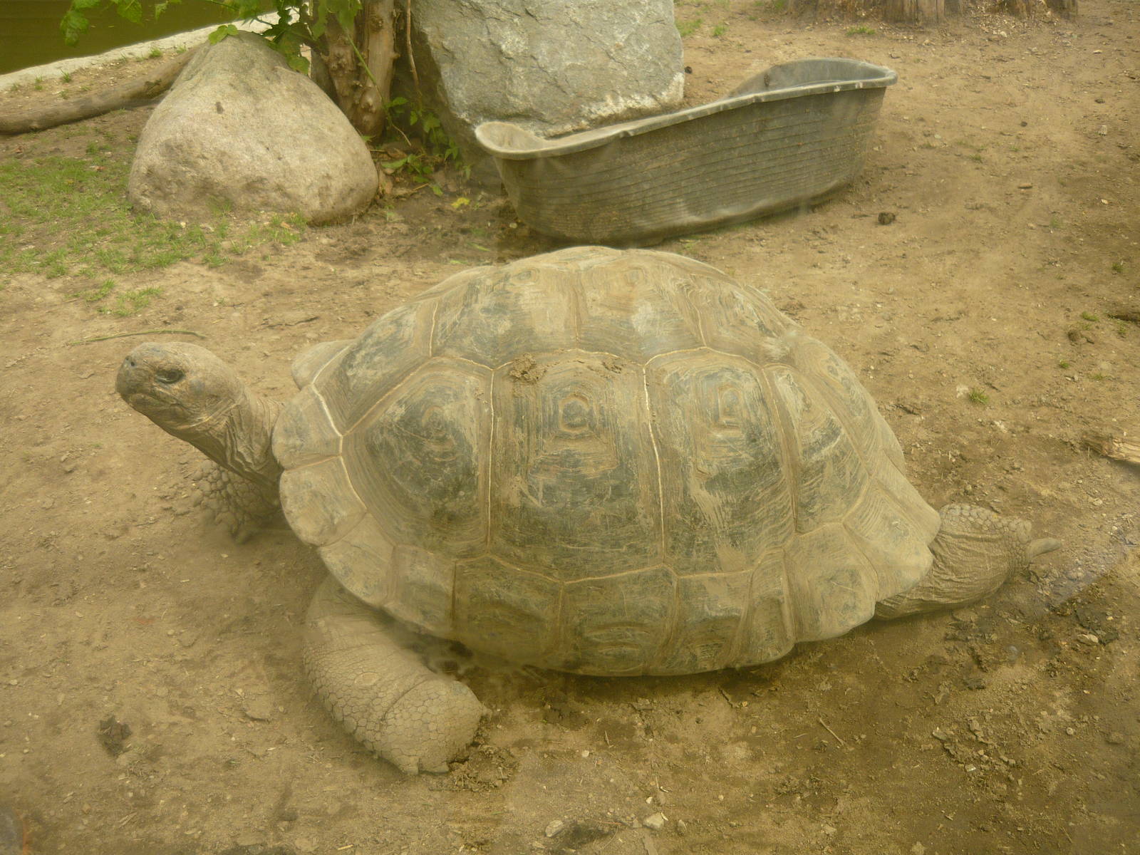 Galapagos giant tortoise (Chelonoidis nigra)