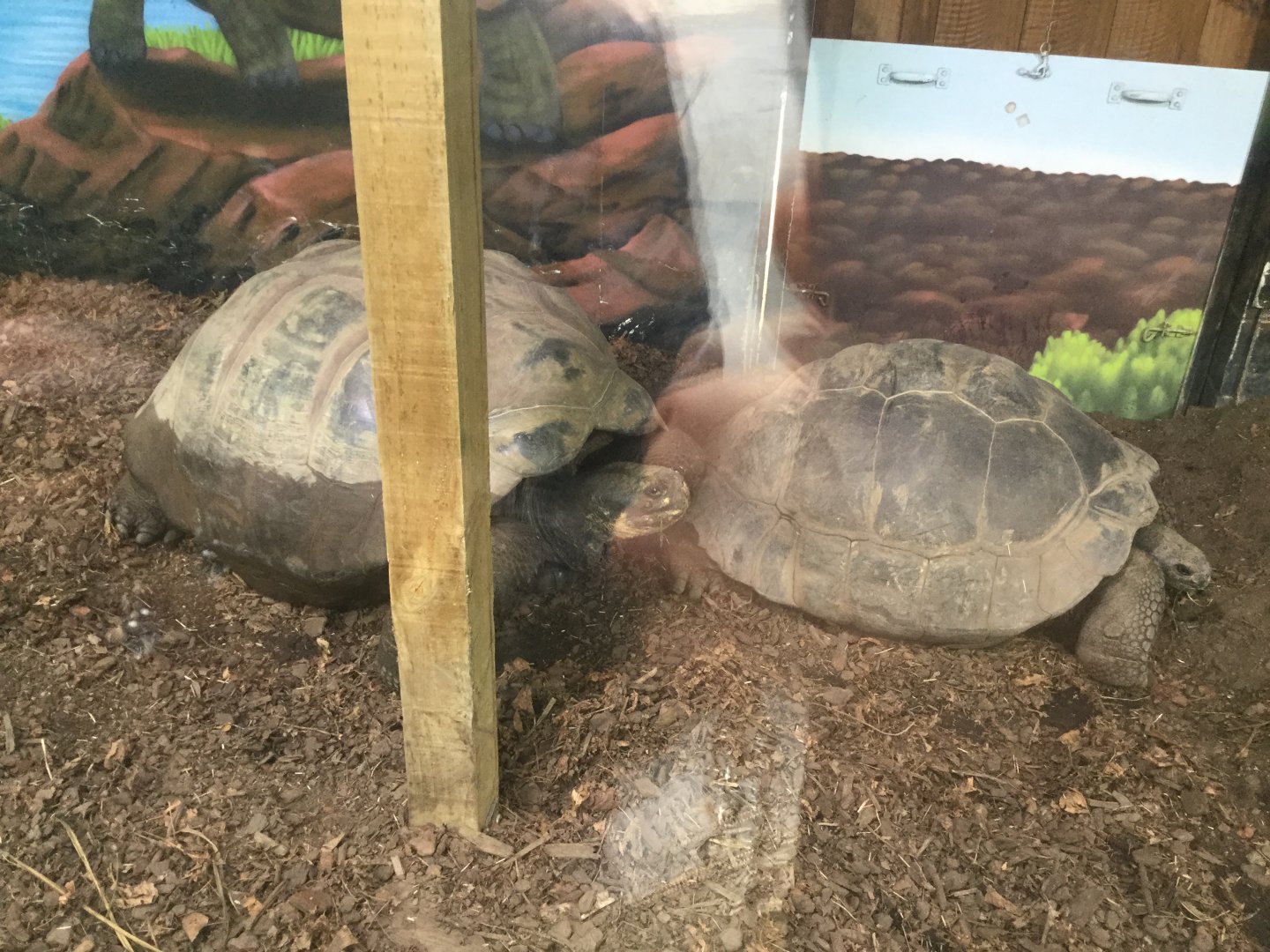 Galapagos giant tortoise (Chelonoidis nigra)