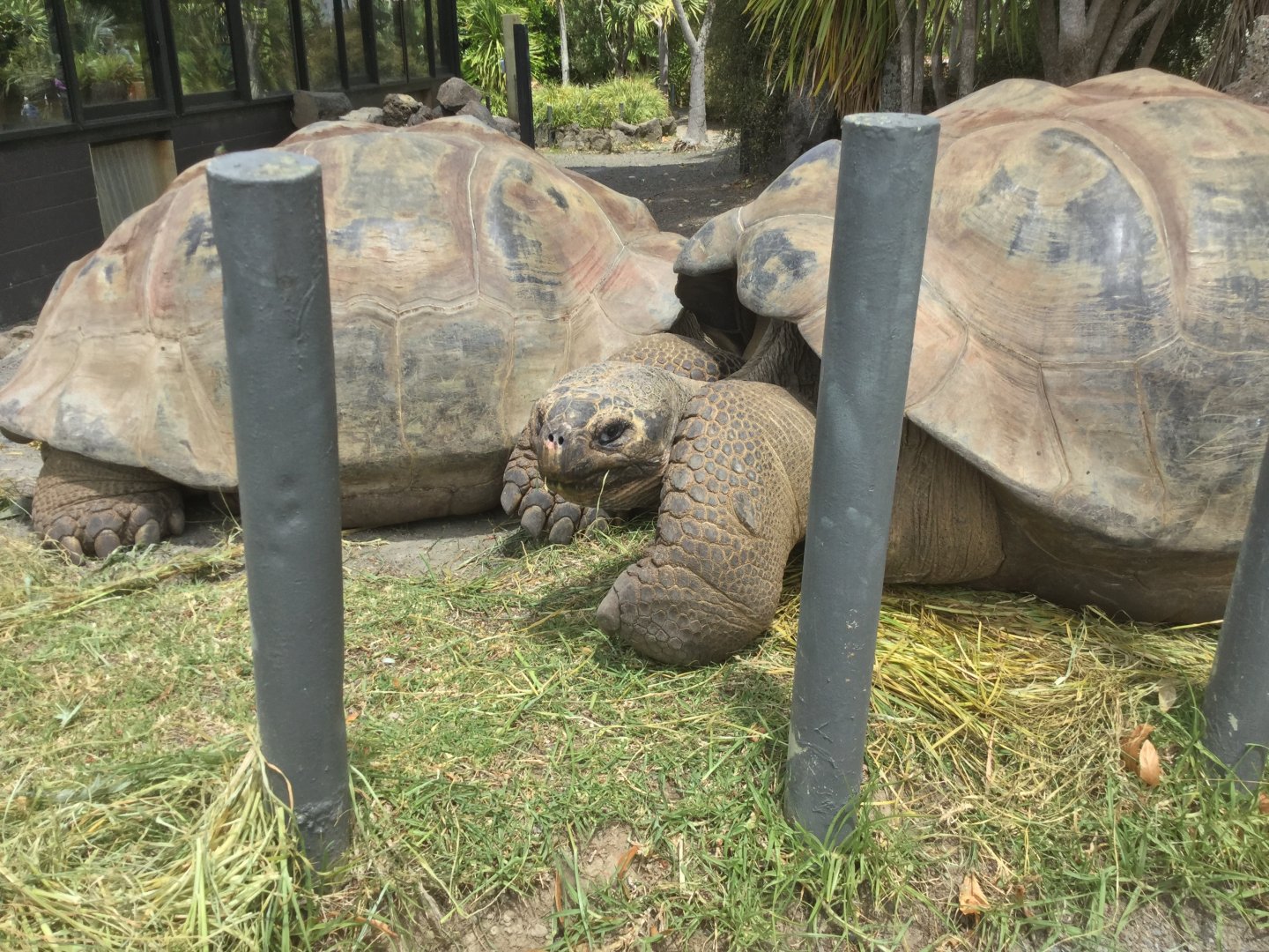 Galapagos giant tortoise (Chelonoidis nigra)