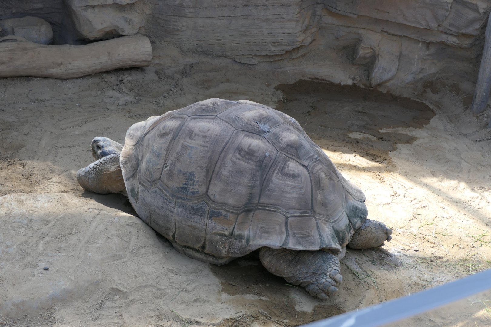 Galapagos Giant Tortoise (Chelonoidis nigra)