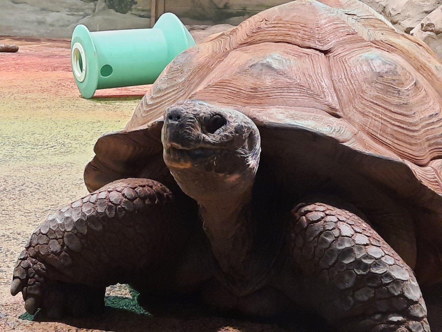 Galapagos Giant Tortoise Close Up