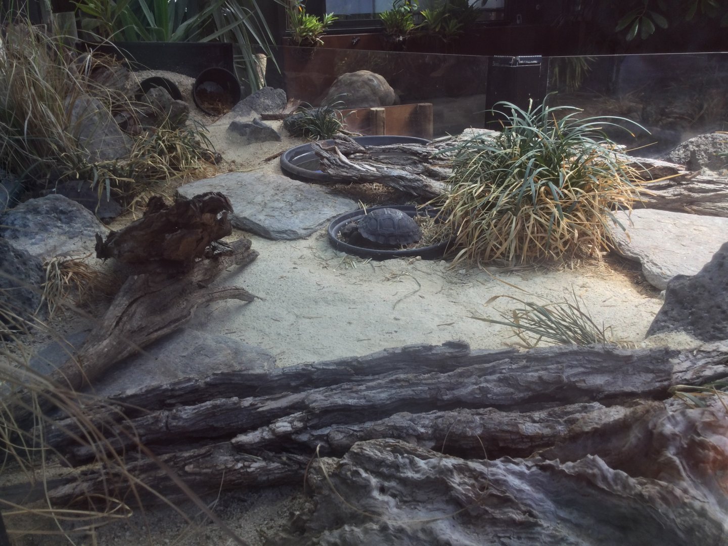 Galapagos Giant Tortoise Crèche