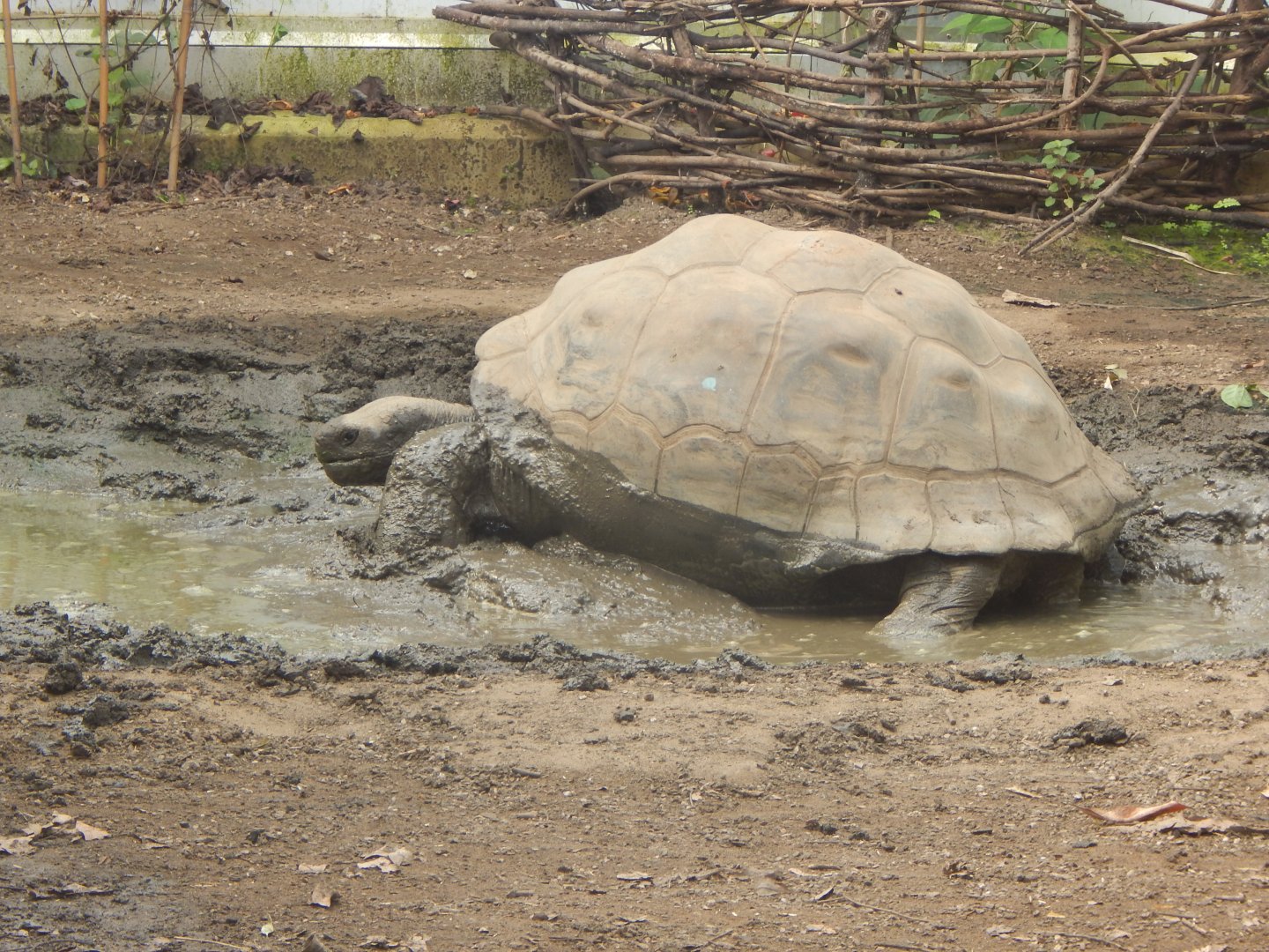 Galapagos giant tortoise (early morning) 190322