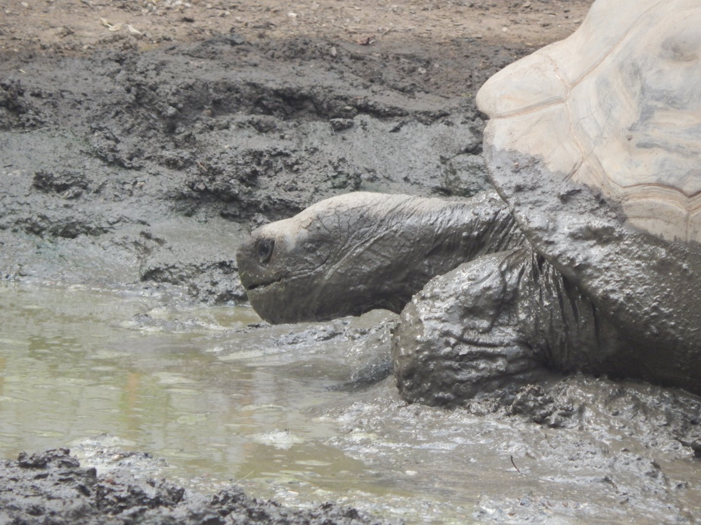 Galapagos giant tortoise (early morning) 190322