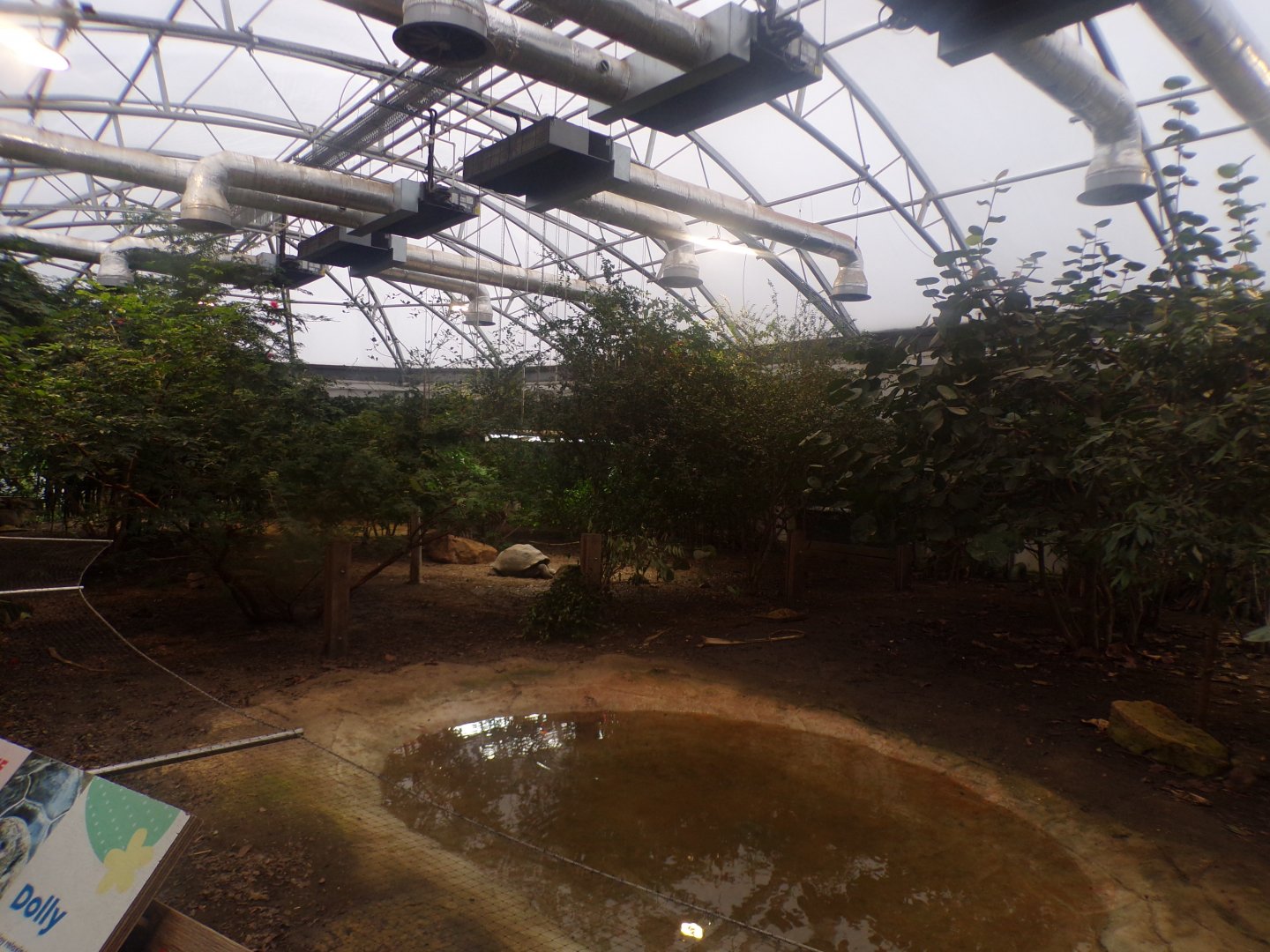 Galapagos giant tortoise enclosure 11.2.25