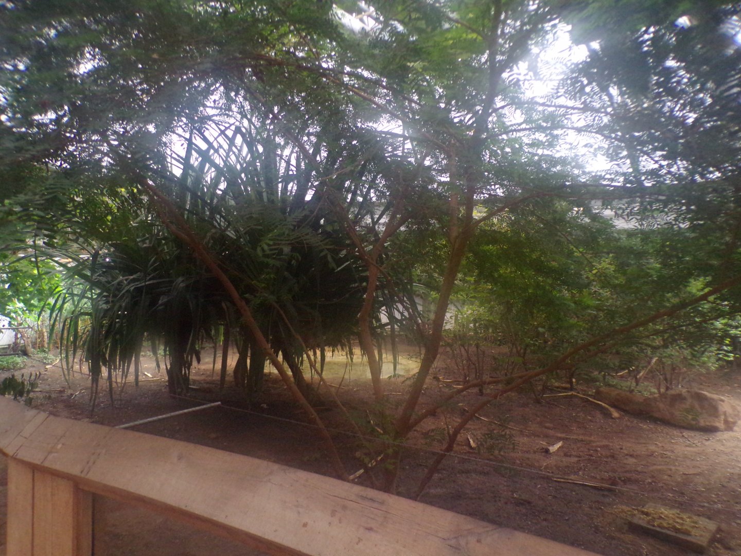 Galapagos giant tortoise enclosure 11.2.25
