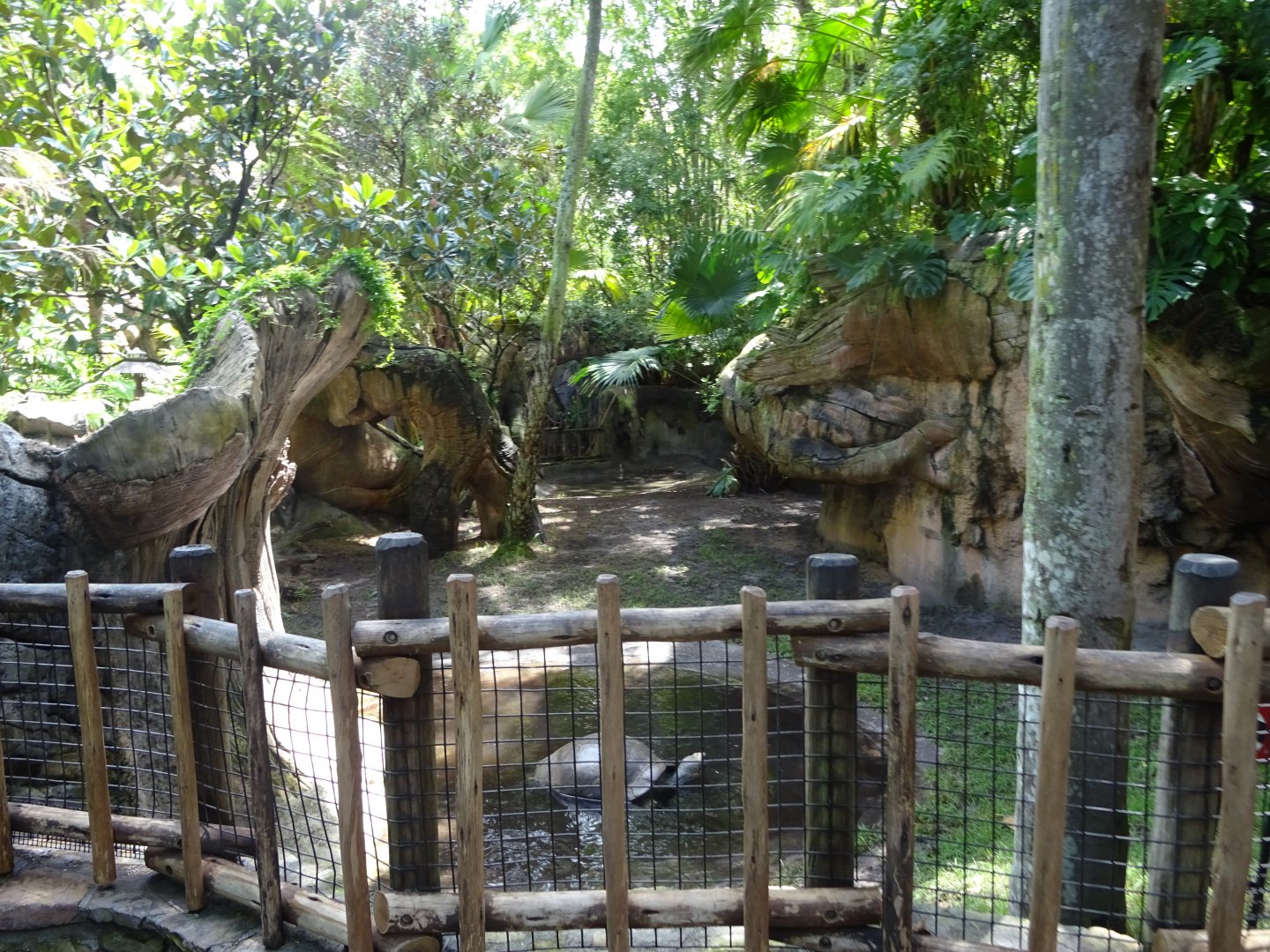 Galapagos Giant Tortoise Enclosure at Disney's Animal Kingdom (2014)