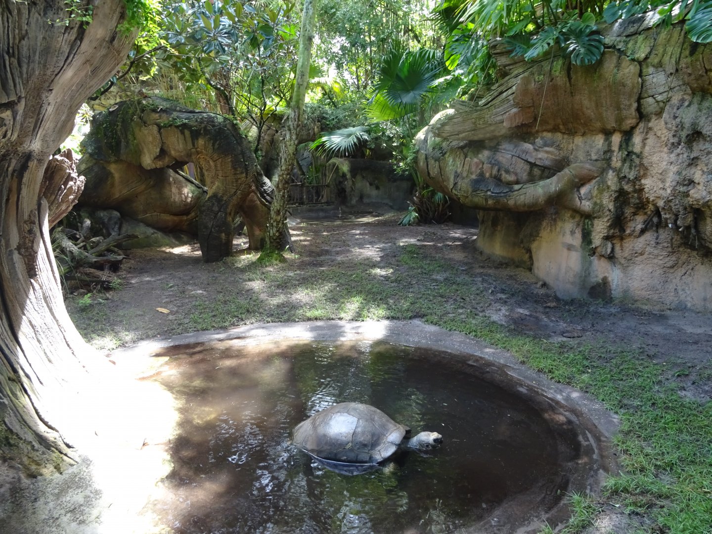 Galapagos Giant Tortoise Enclosure at Disney's Animal Kingdom (2014)