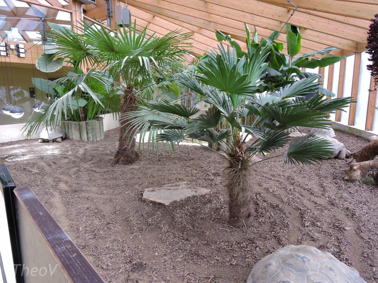 Galápagos giant tortoise exhibit [2015]
