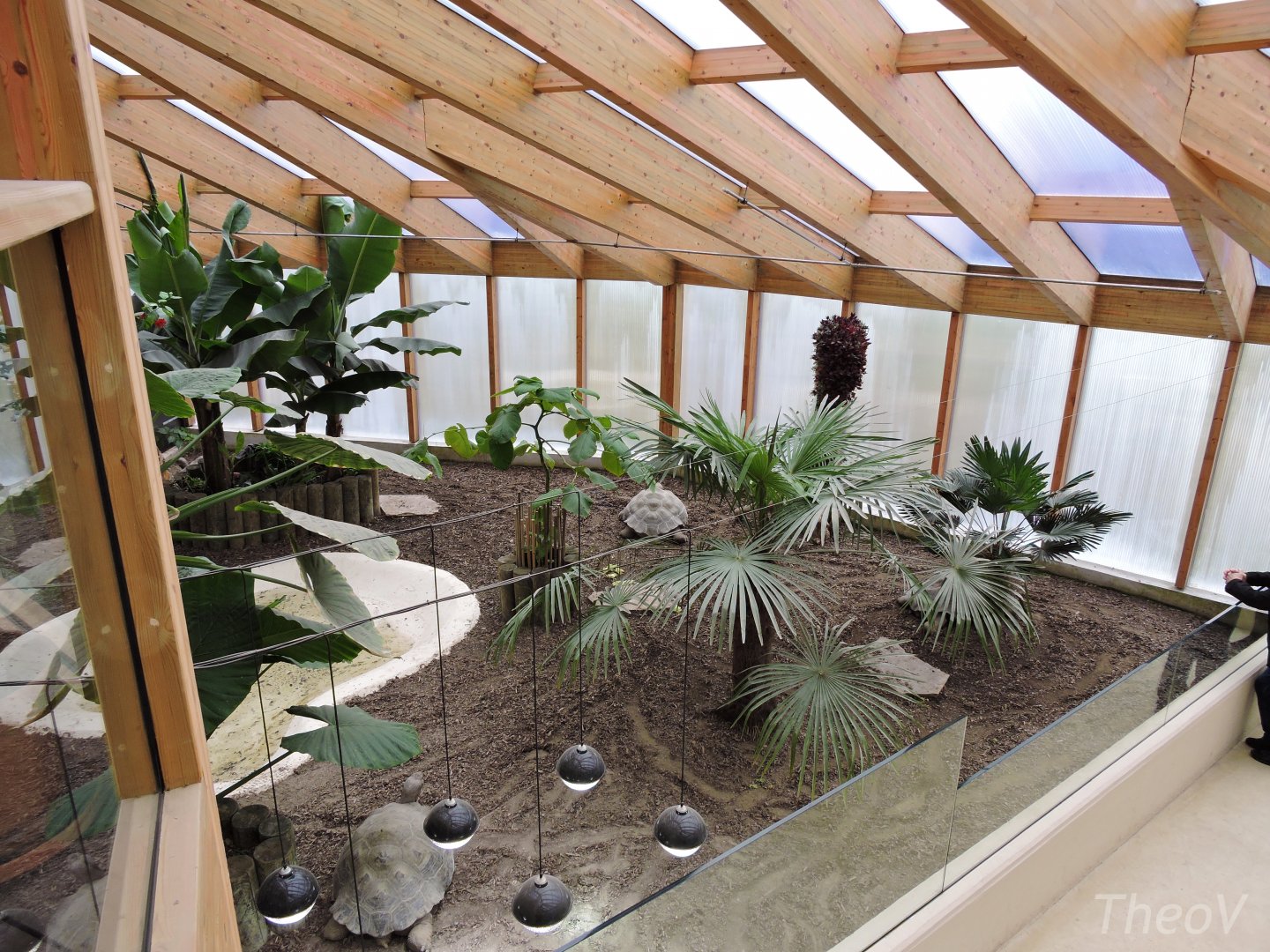 Galápagos giant tortoise exhibit [2015]