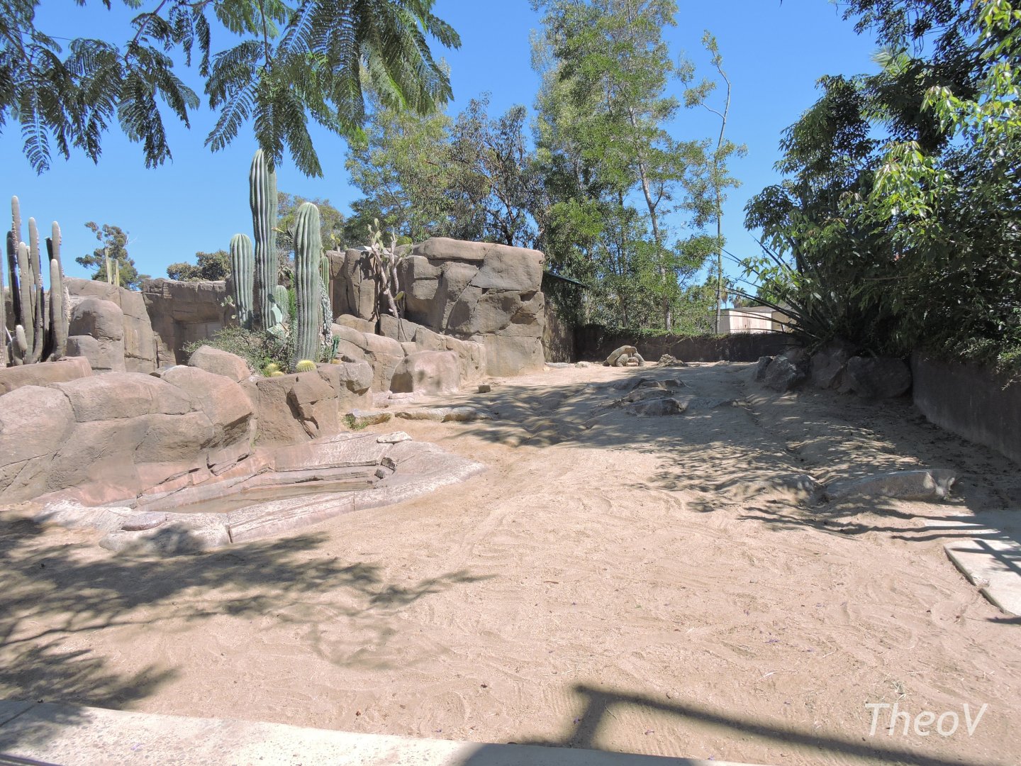 Galápagos giant tortoise exhibit - Discovery Outpost [2015]