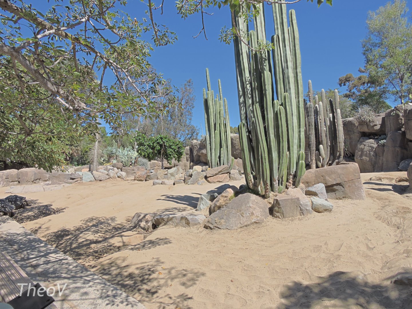 Galápagos giant tortoise exhibit - Discovery Outpost [2015]