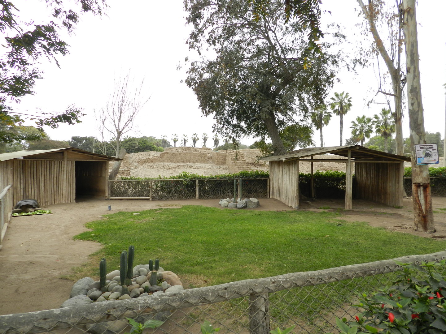 Galapagos giant tortoise exhibit - Parque de Las Leyendas