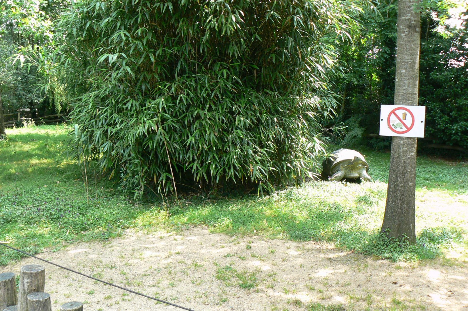 Galapagos giant tortoise exhibit - with a fake tortoise !