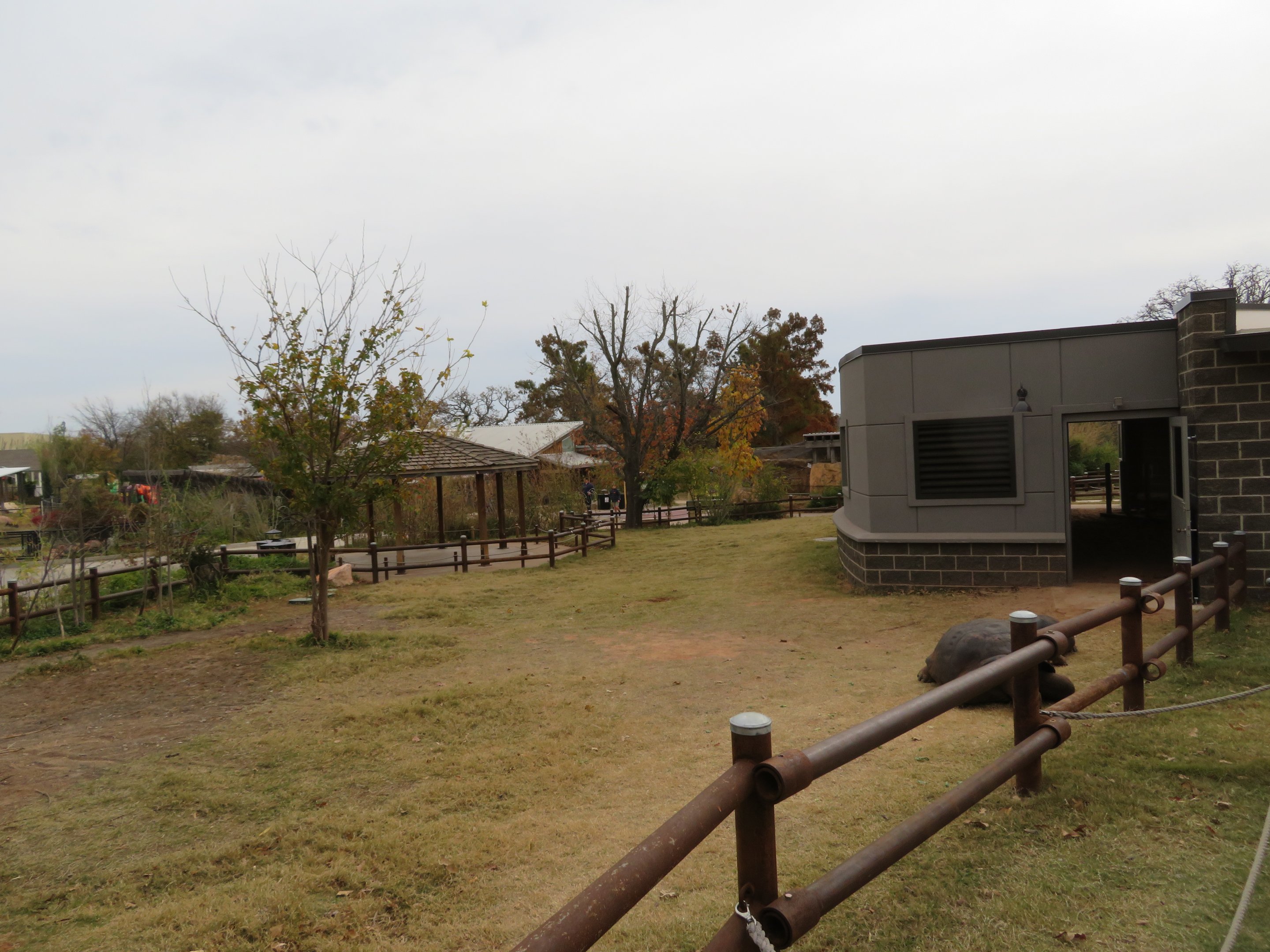 Galapagos Giant Tortoise Exhibit