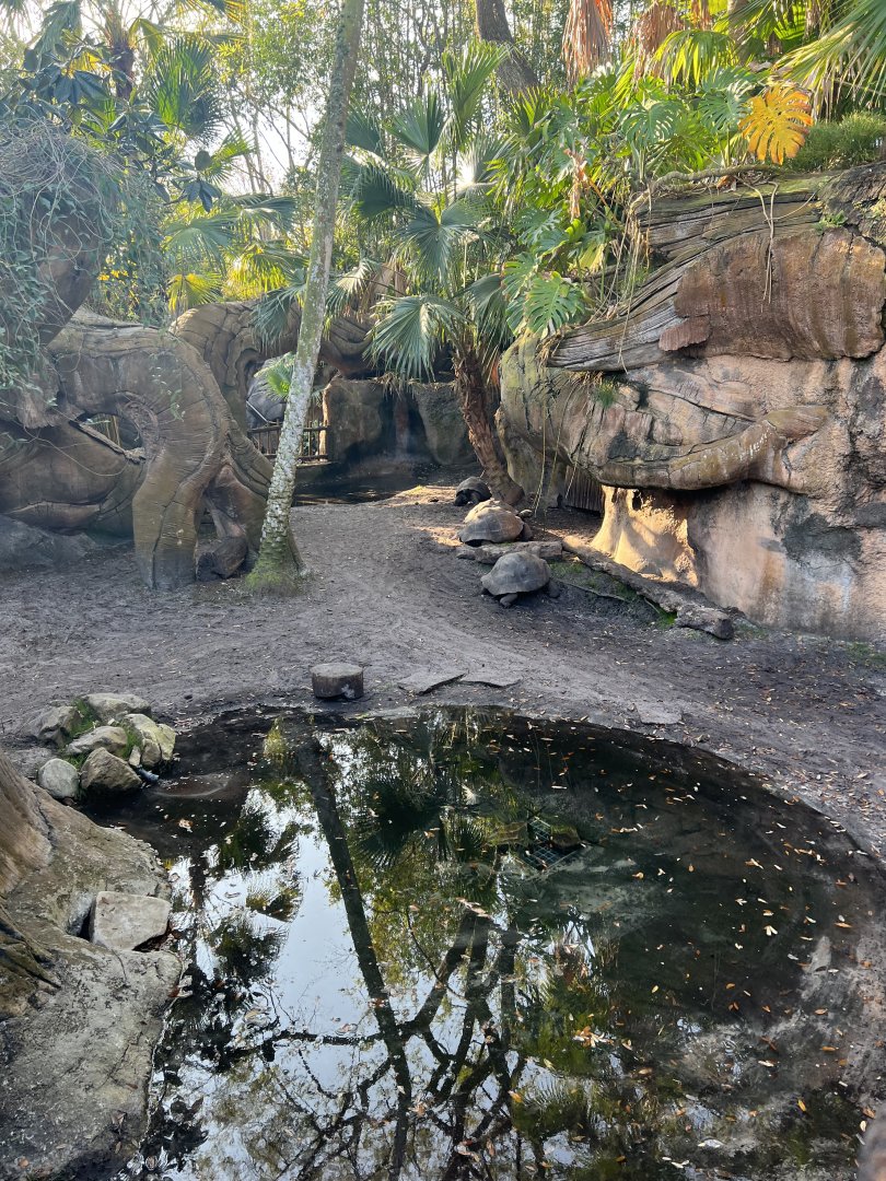 Galapagos Giant Tortoise Exhibit