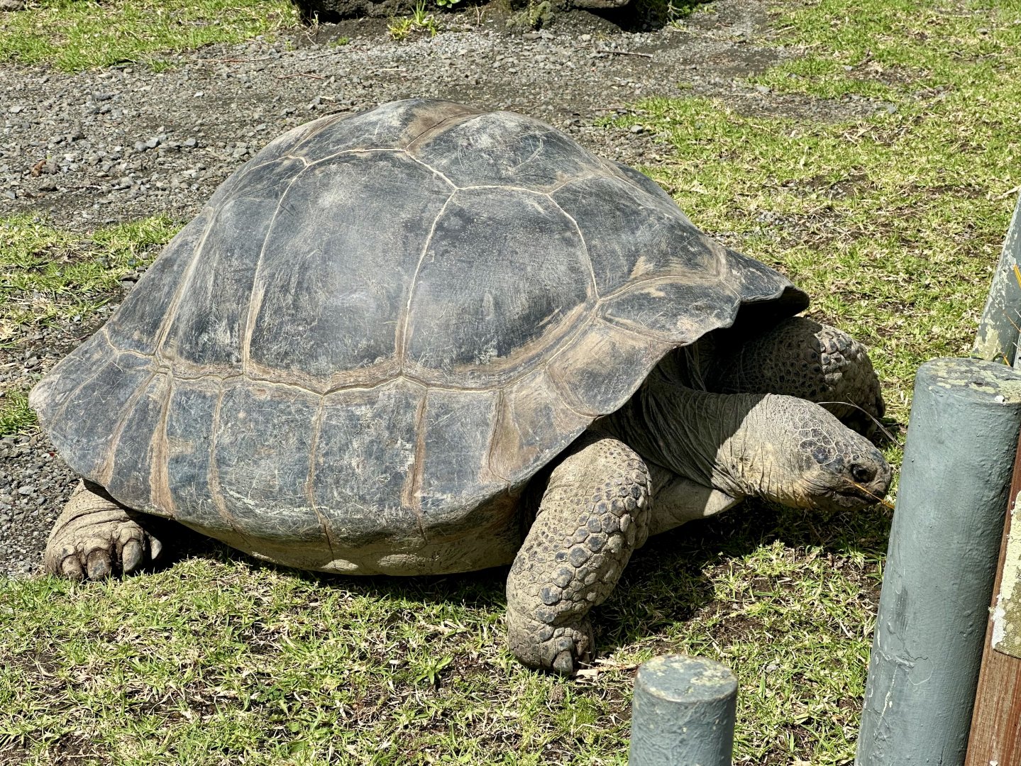 Galapagos Giant Tortoise (Female)