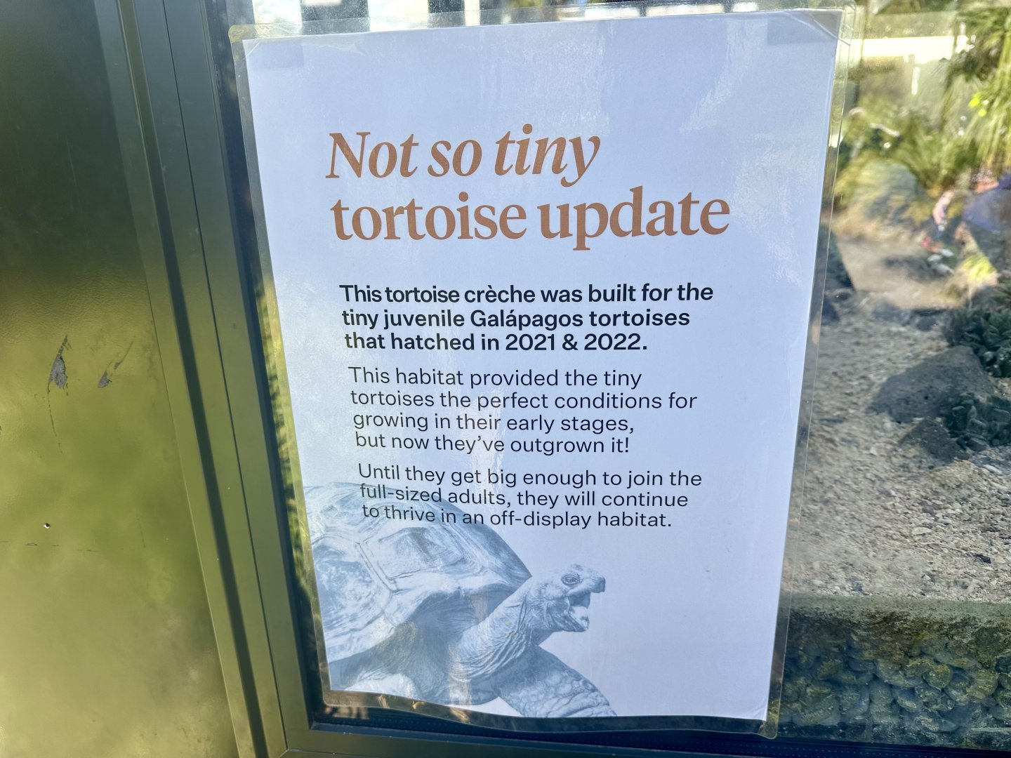 Galapagos Giant Tortoise Hatchling Update