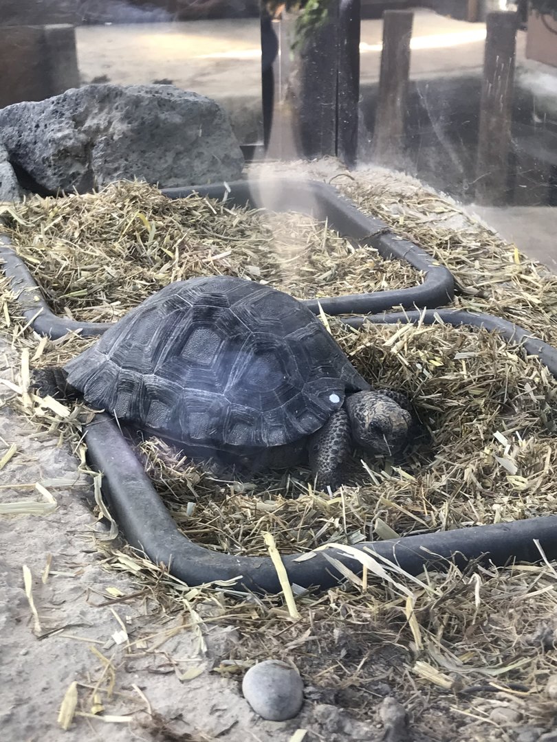 Galapagos Giant Tortoise hatchling