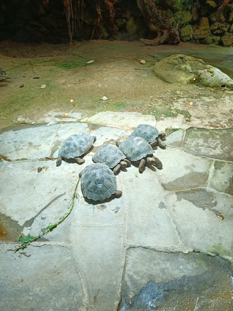 Galapagos Giant Tortoise hatchlings