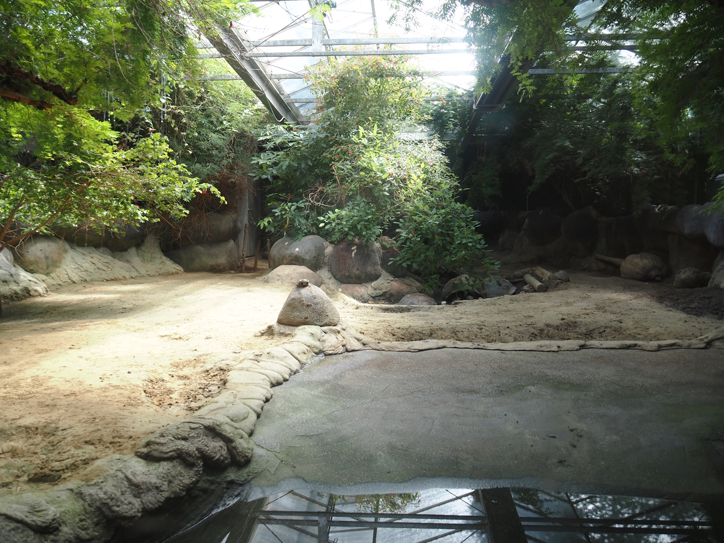 Galapagos giant tortoise indoor exhibit, 2024-06-30