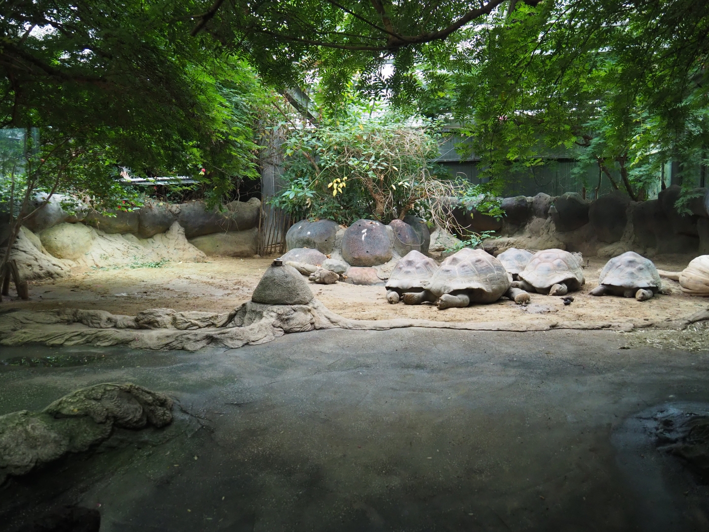 Galapagos giant tortoise indoor exhibit (Nov 10th, 2018)