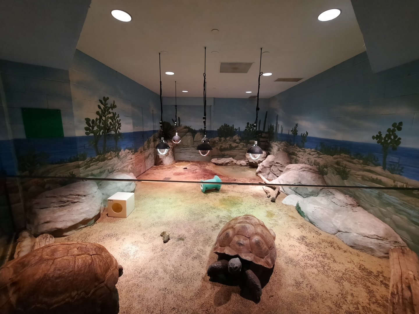 Galapagos Giant Tortoise Indoor Exhibit