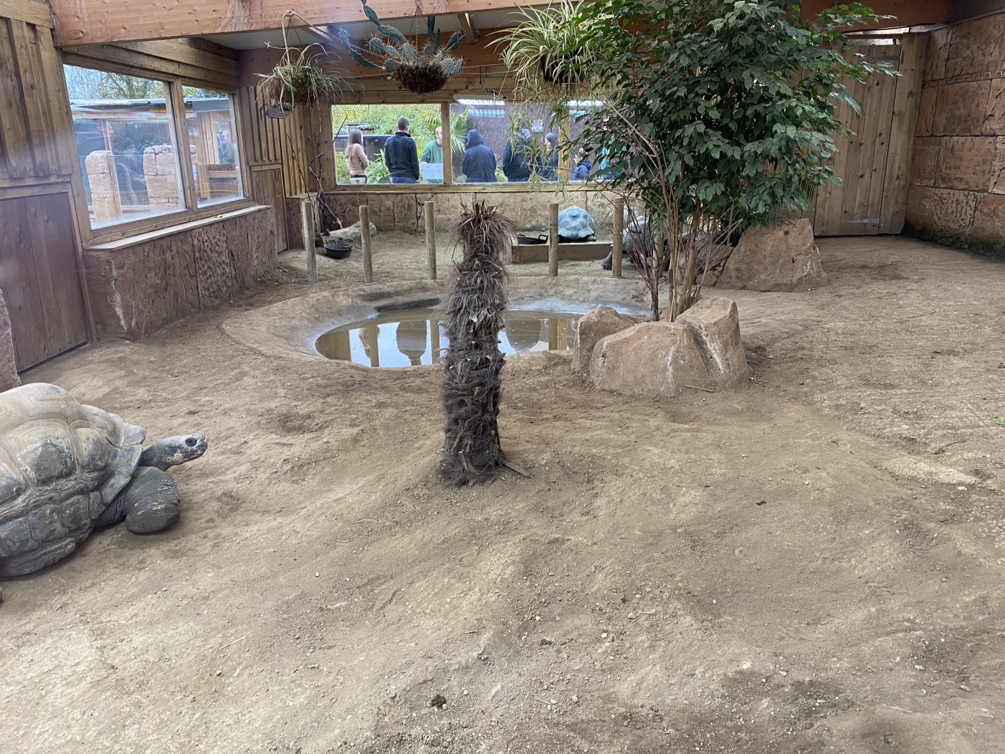 Galapagos giant tortoise indoors 231119