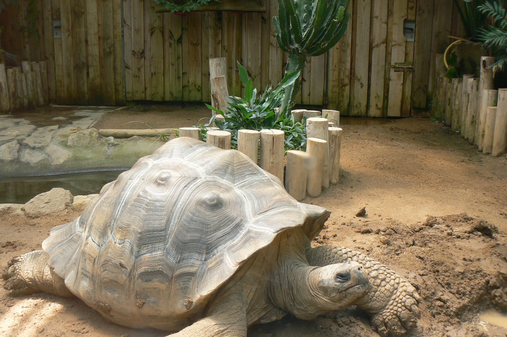 Galapagos giant tortoise inside the house