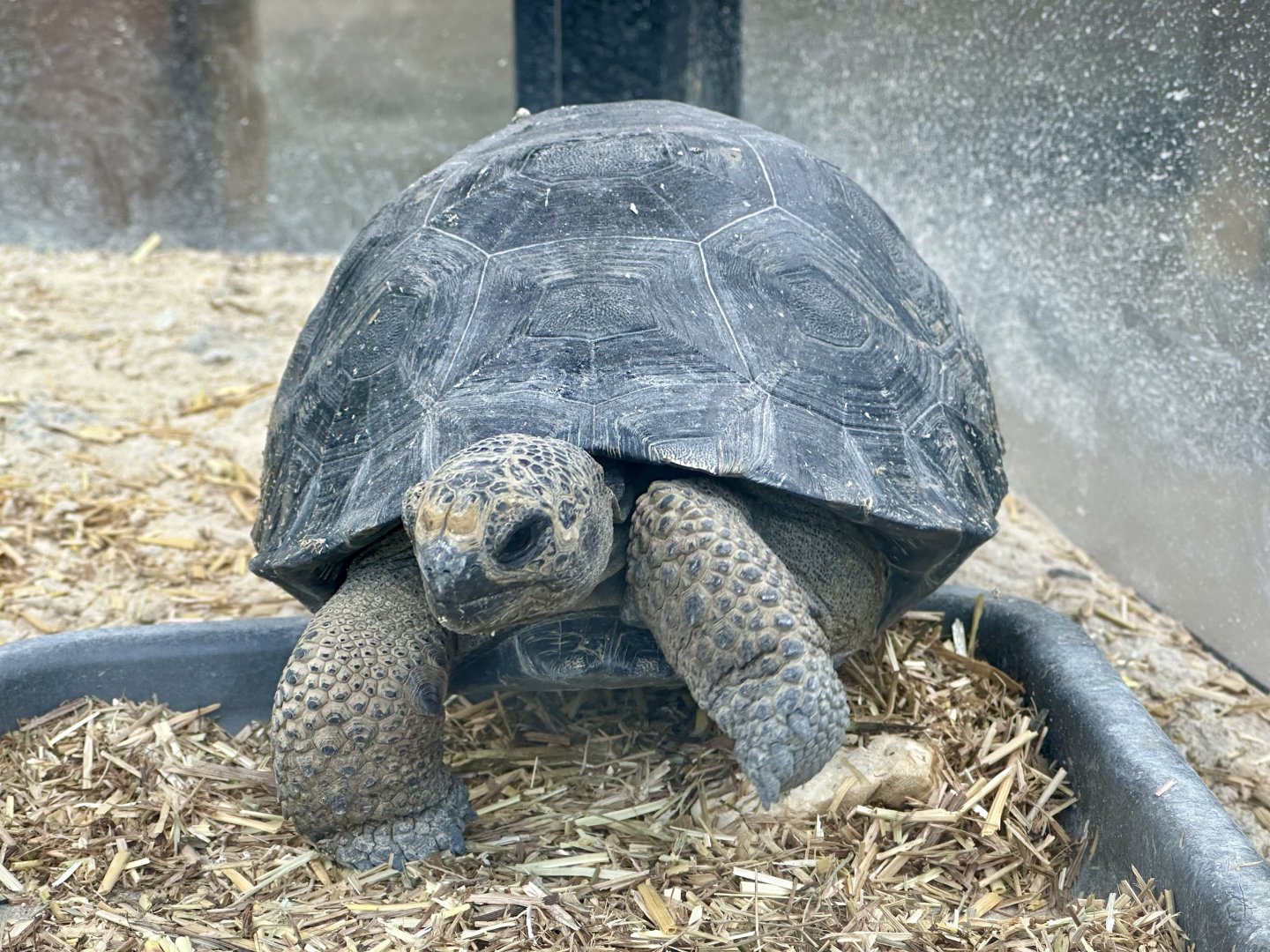 Galapagos Giant Tortoise (Juvenile)