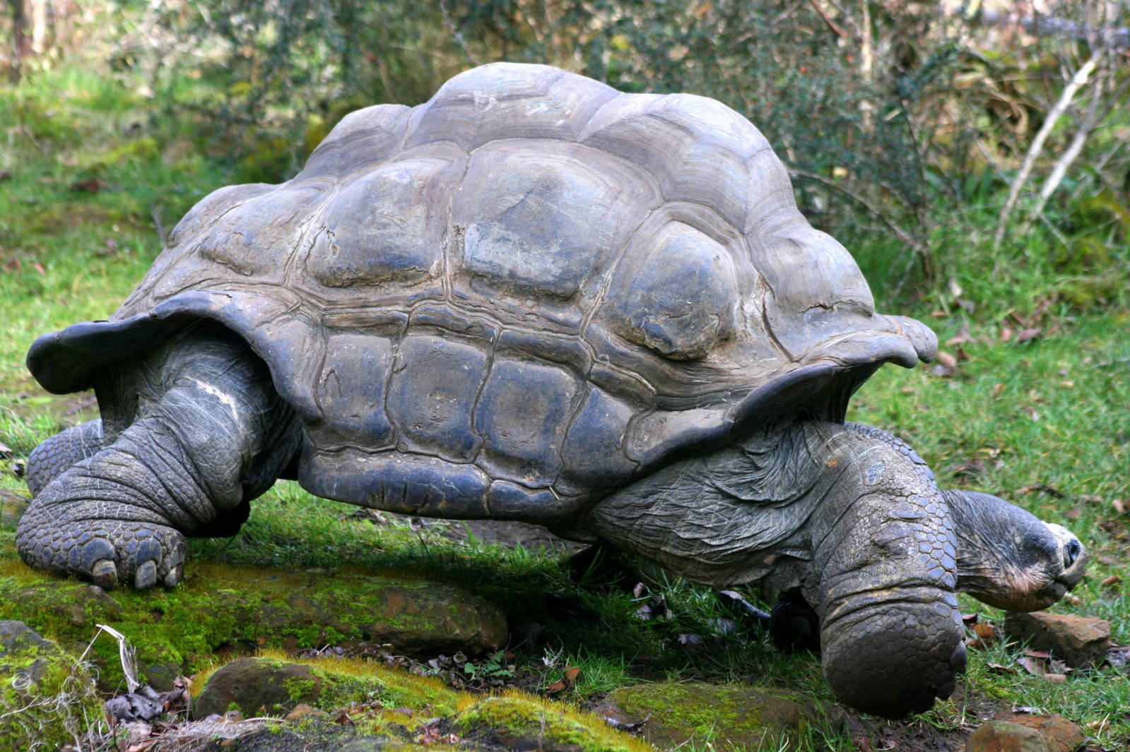 Galapagos giant tortoise; London Zoo; 26th February 2012