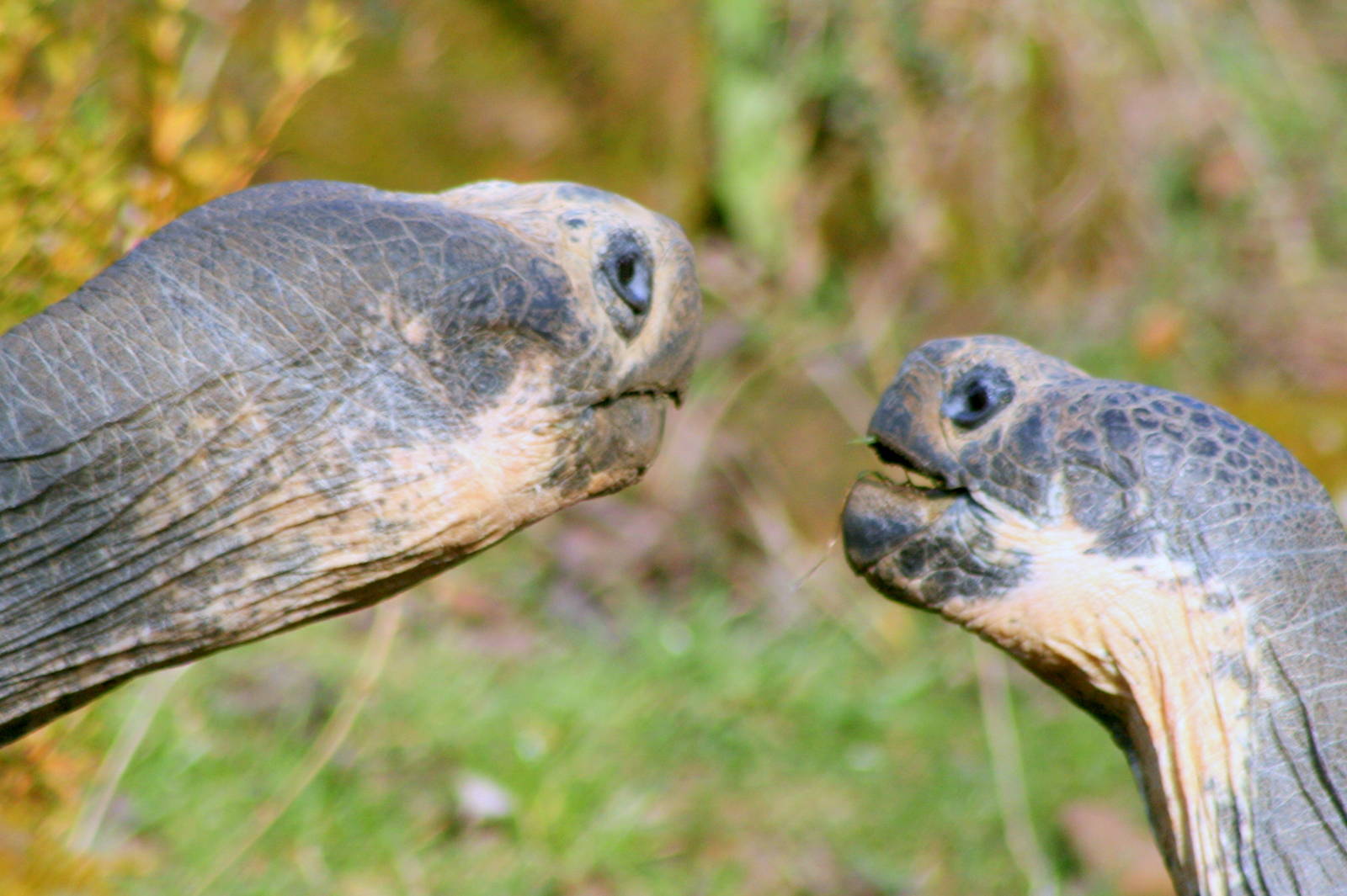 Galapagos giant tortoise; London Zoo; 26th February 2012