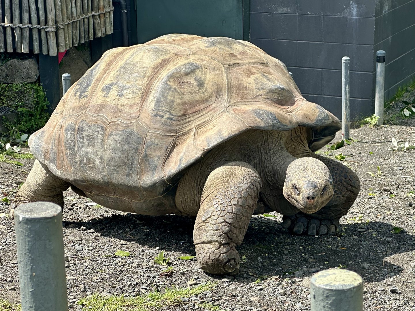 Galapagos Giant Tortoise (Male)