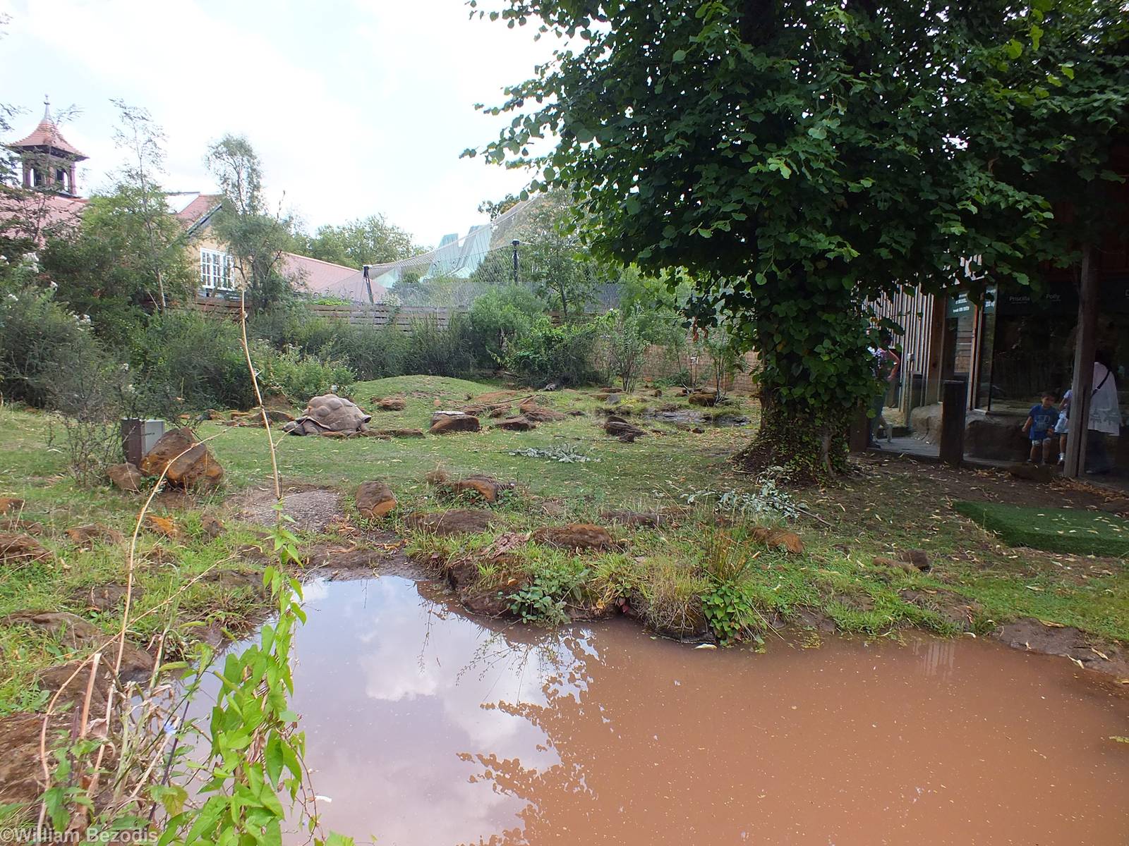 Galapagos Giant Tortoise Outdoor Enclosure