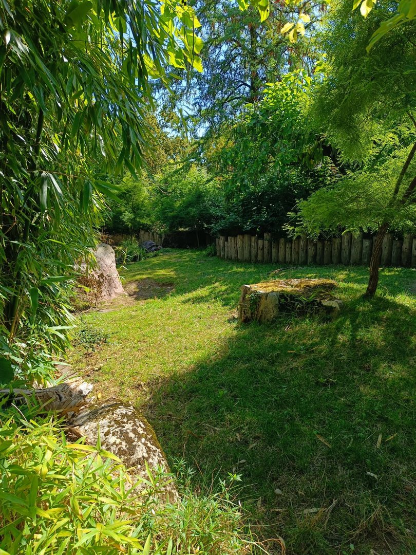 Galapagos Giant Tortoise outdoor enclosure