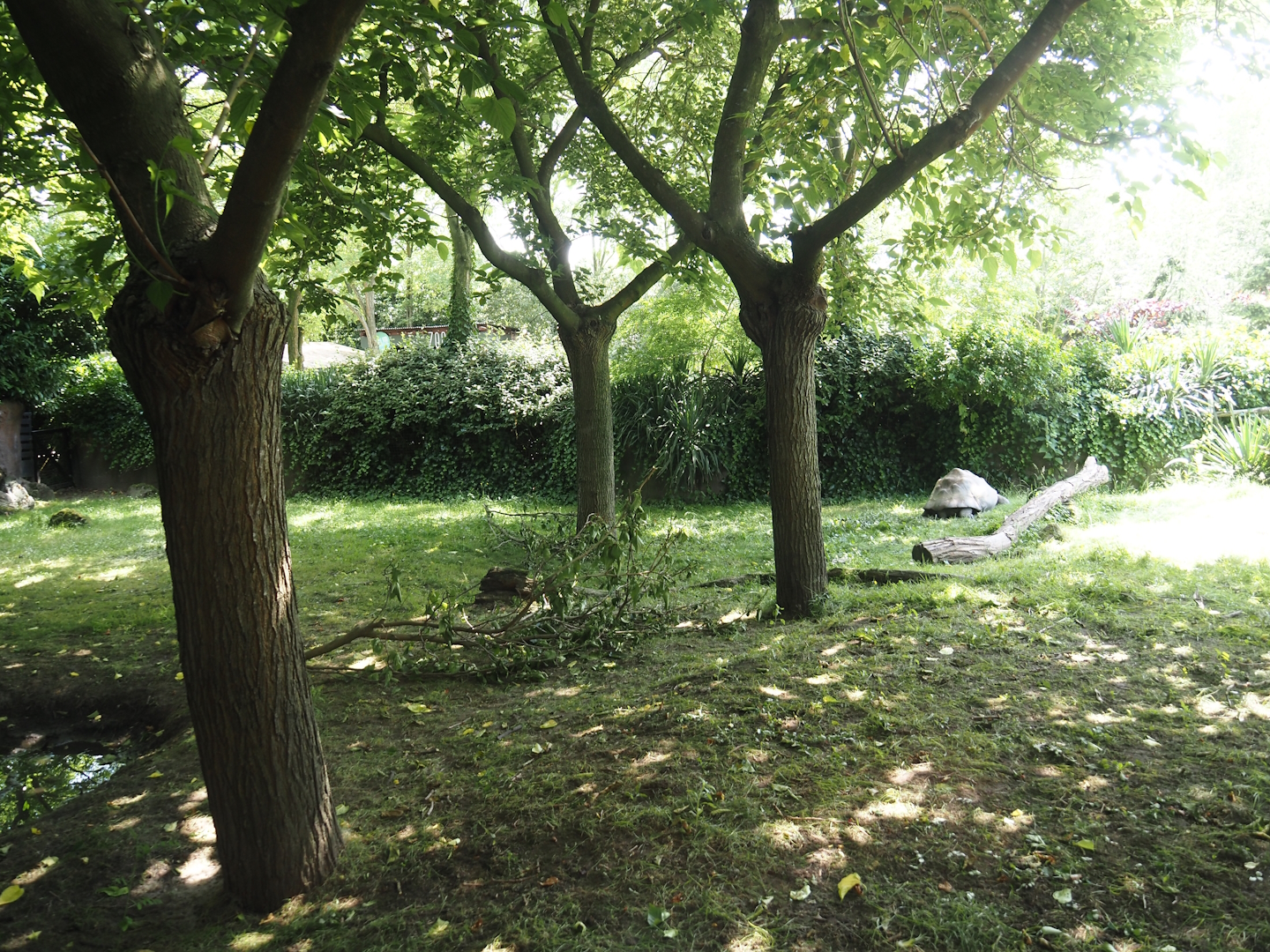 Galapagos giant tortoise outdoor exhibit, 2024-06-30