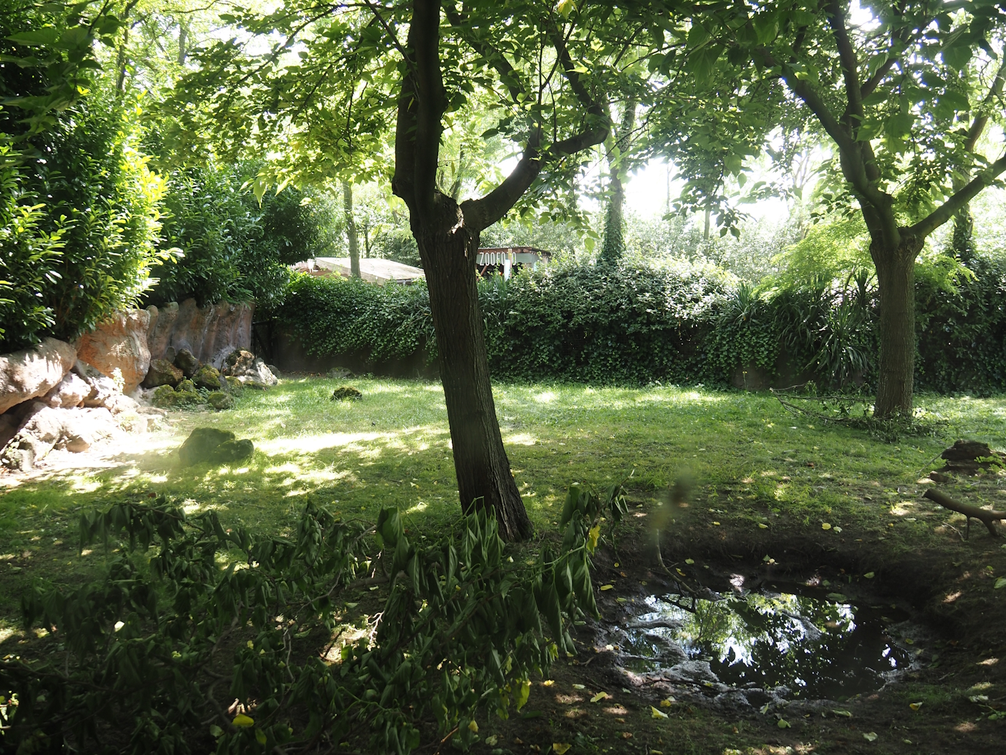 Galapagos giant tortoise outdoor exhibit, 2024-06-30