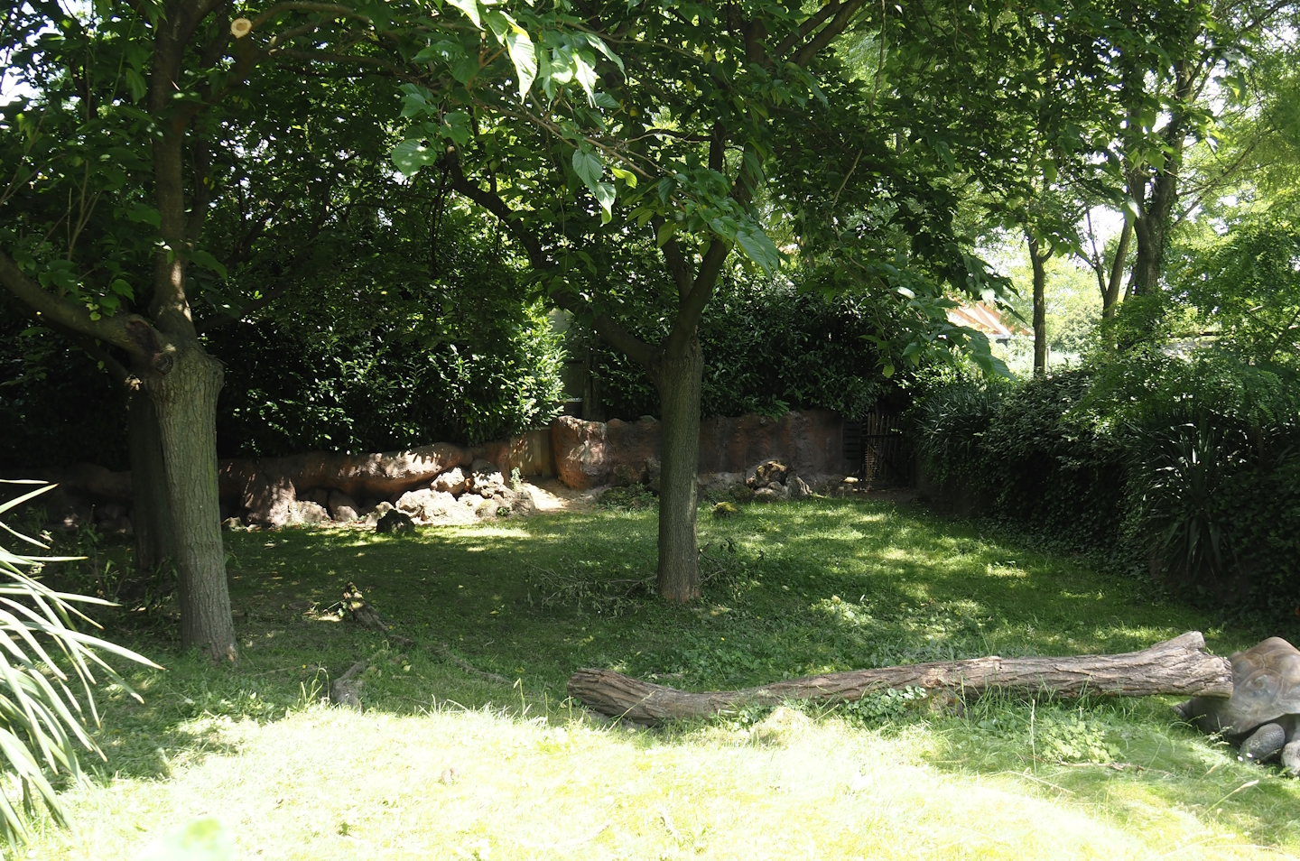 Galapagos giant tortoise outdoor exhibit, 2024-06-30