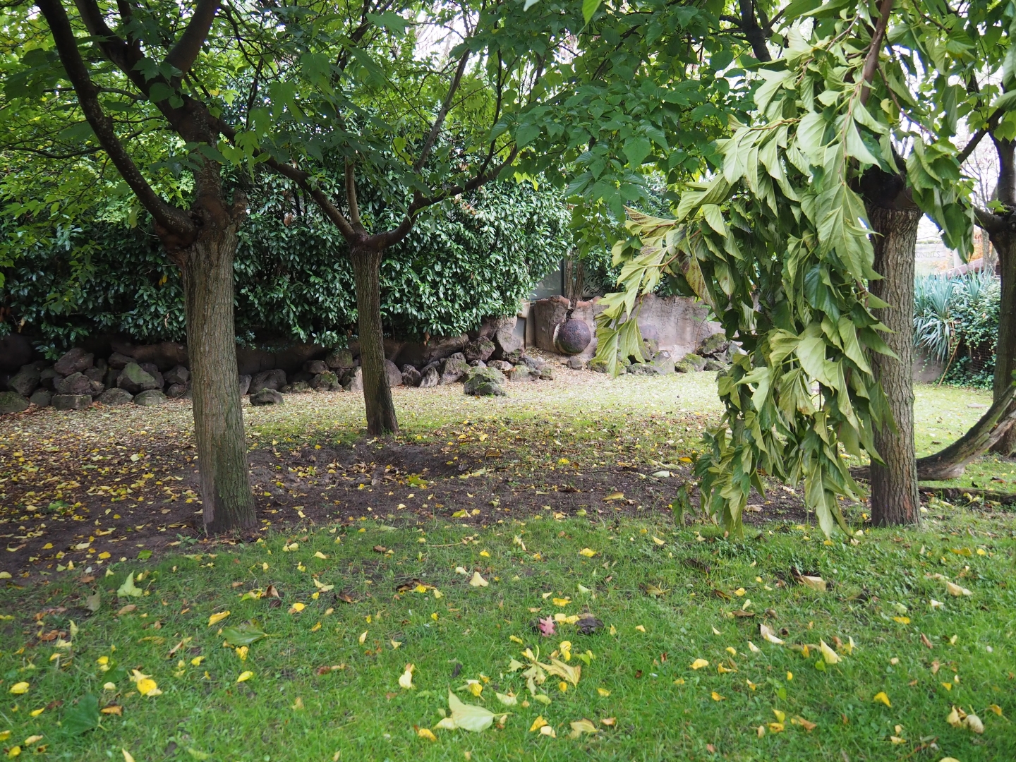 Galapagos giant tortoise outdoor paddock (Nov 10th, 2018)