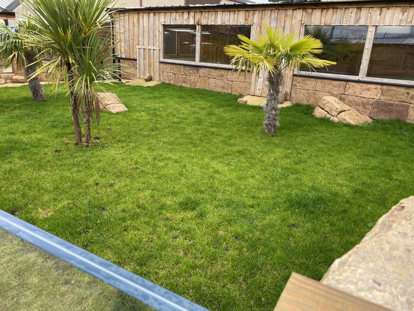 Galapagos giant tortoise outdoors 231119