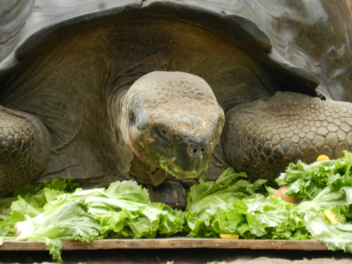 Galapagos giant tortoise - Parque de Las Leyendas