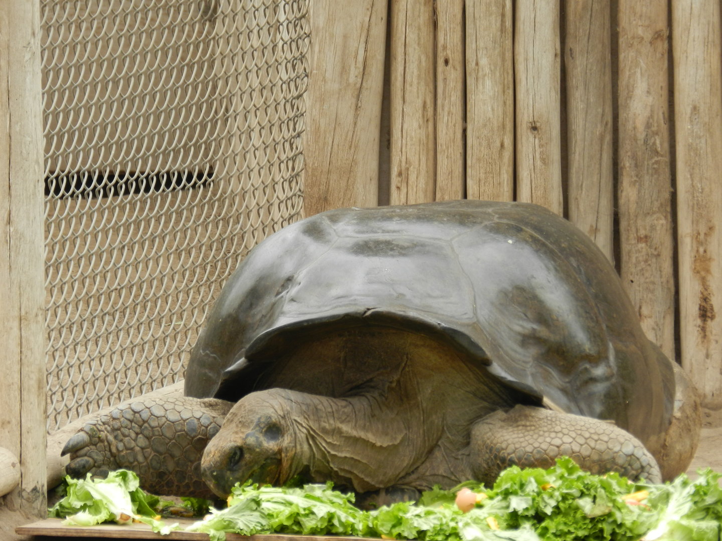 Galapagos giant tortoise - Parque de Las Leyendas