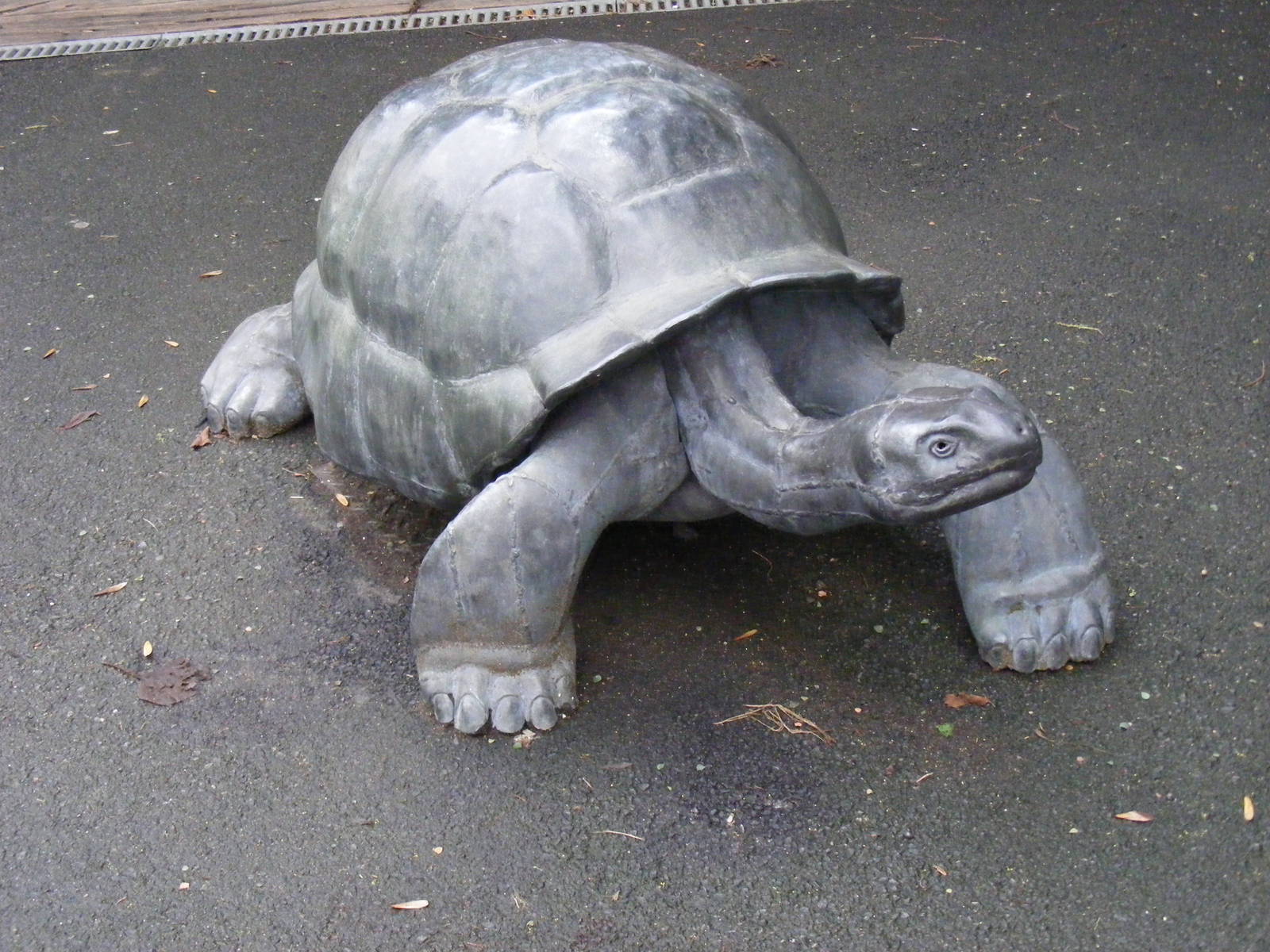 Galapagos giant tortoise statue at London Zoo, 15 January 2011
