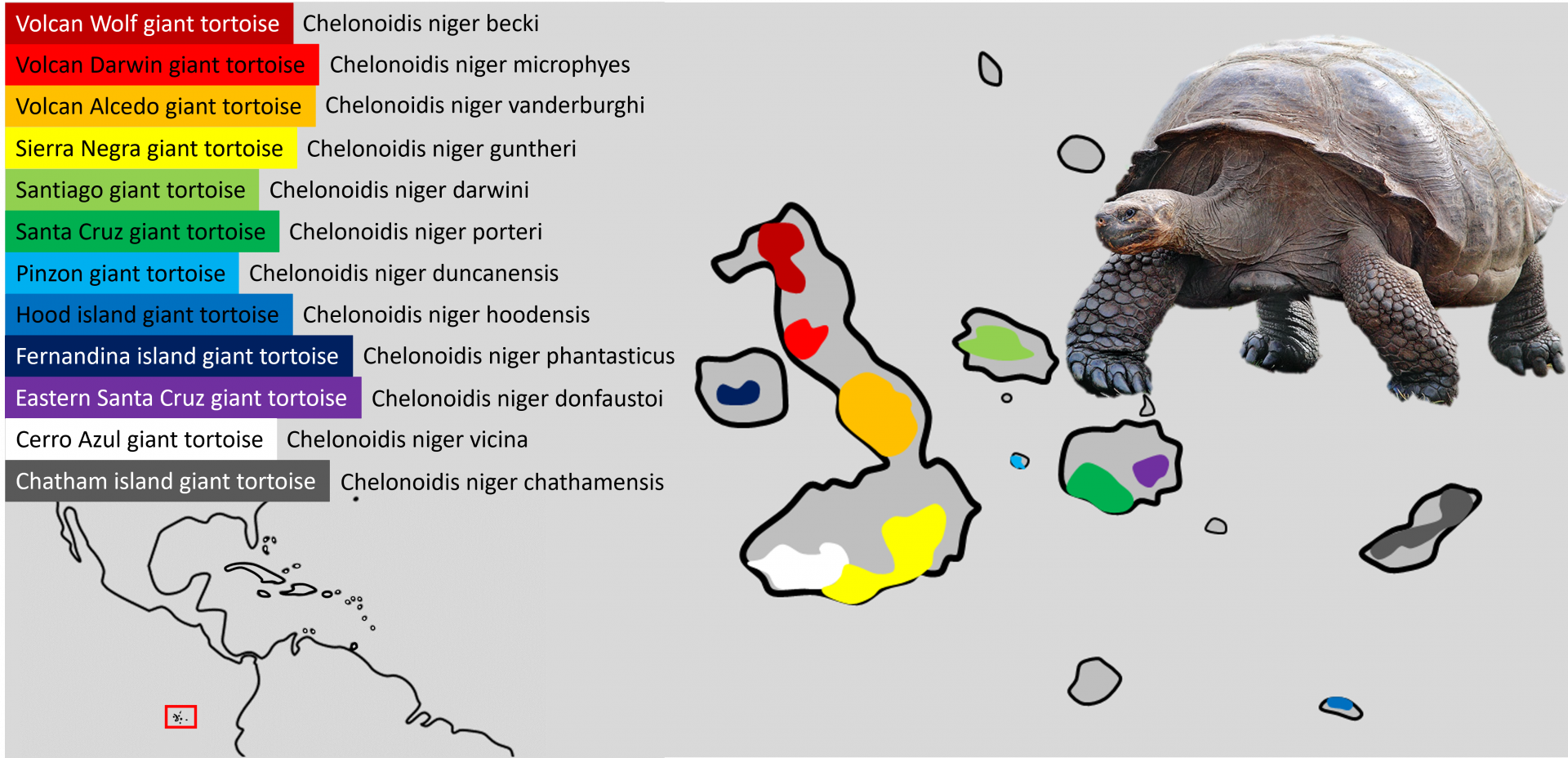 Galapagos giant tortoise - Subspecies distribution map